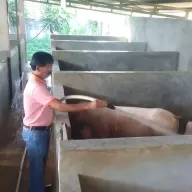 Pig Farming Course Experience in Salatiga with KPTT